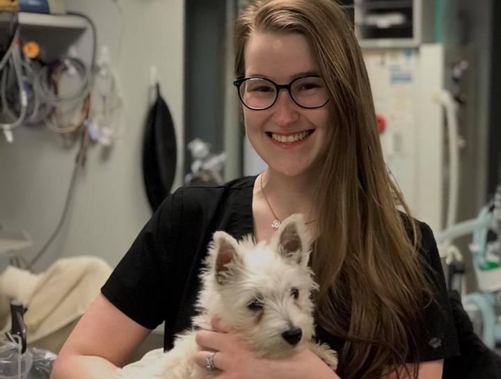 Beaufort Dog Veterinarian Dog vet